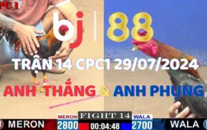 Trận 14 CPC1 29/07/2024 - Gà Anh Phụng Đâm Như Giang Hồ