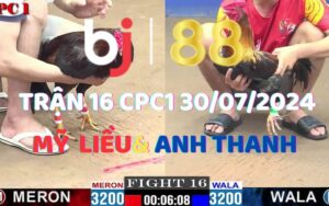 Trận 16 CPC1 30/07/2024 - Gà Que Anh Mỹ Liều Đá 3 Chân Lấy Mạng Đối Thủ