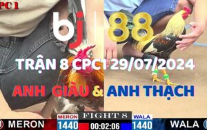 Trận 8 CPC1 29/07/2024 - Gà Anh Thạch Giành Chiến Thắng Dễ Dàng