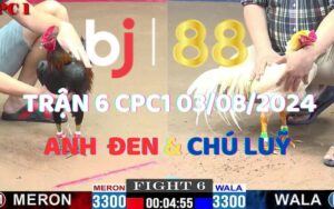 Trận 6 CPC1 3/8/2024 - Anh Đen Chấm Dứt Chuỗi Thắng Của Chú Luỹ